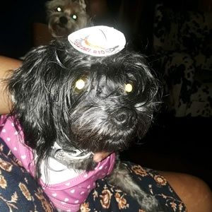 Meet your Posher, Bridget